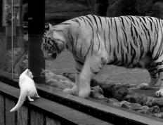 开云体育中国-基米希爆发与利物浦的巴西终结，足球战术革新时代的降临