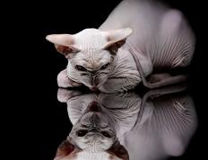 开云体育-穆勒的完美之夜，尼斯的终结之刃