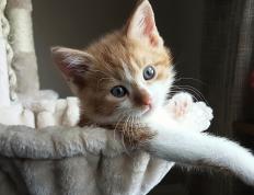 开云体育下载-险中求变，比利时新凯恩如何带动全队绝处逢生