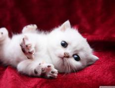 开云体育中国-活塞队，以弱胜强掀翻尼克斯，戈贝尔防守制胜成关键先生