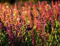 开云体育中国-绿野之师折戟沉沙！铁骑逆转，铸就总决赛传奇