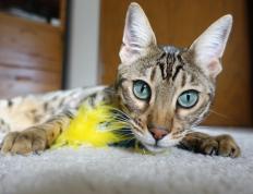 开云APP-决胜局之王！广东队带走胜利，詹姆斯关键先生定乾坤