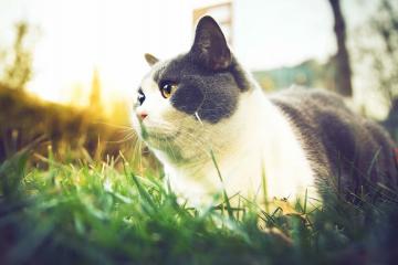 开云体育官网-跨界双响炮，当快船在NBA掀起风暴，克莱在意甲上演王者归来