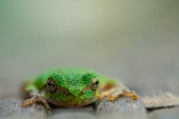 开云体育APP下载-双面压制，奥纳纳统治级表现助新西兰争冠战力克澳大利亚