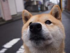 开云体育APP下载-教科书级表现难救主！湖人团队协作战术让西亚卡姆黯然失色