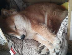 开云体育官网-西甲国家德比焦点战，黄蜂收割灰熊的足球与篮球跨界启示