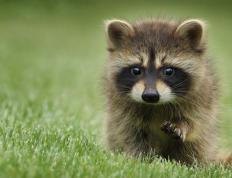 开云体育平台APP-西亚卡姆暴砍40+活塞压哨绝杀骑士惊险取胜