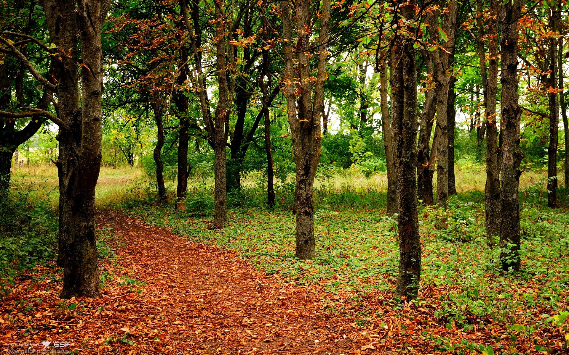开云APP-绿茵烽火燃赛道，F1巴林揭幕战之夜，法比尼奥致命一击定乾坤