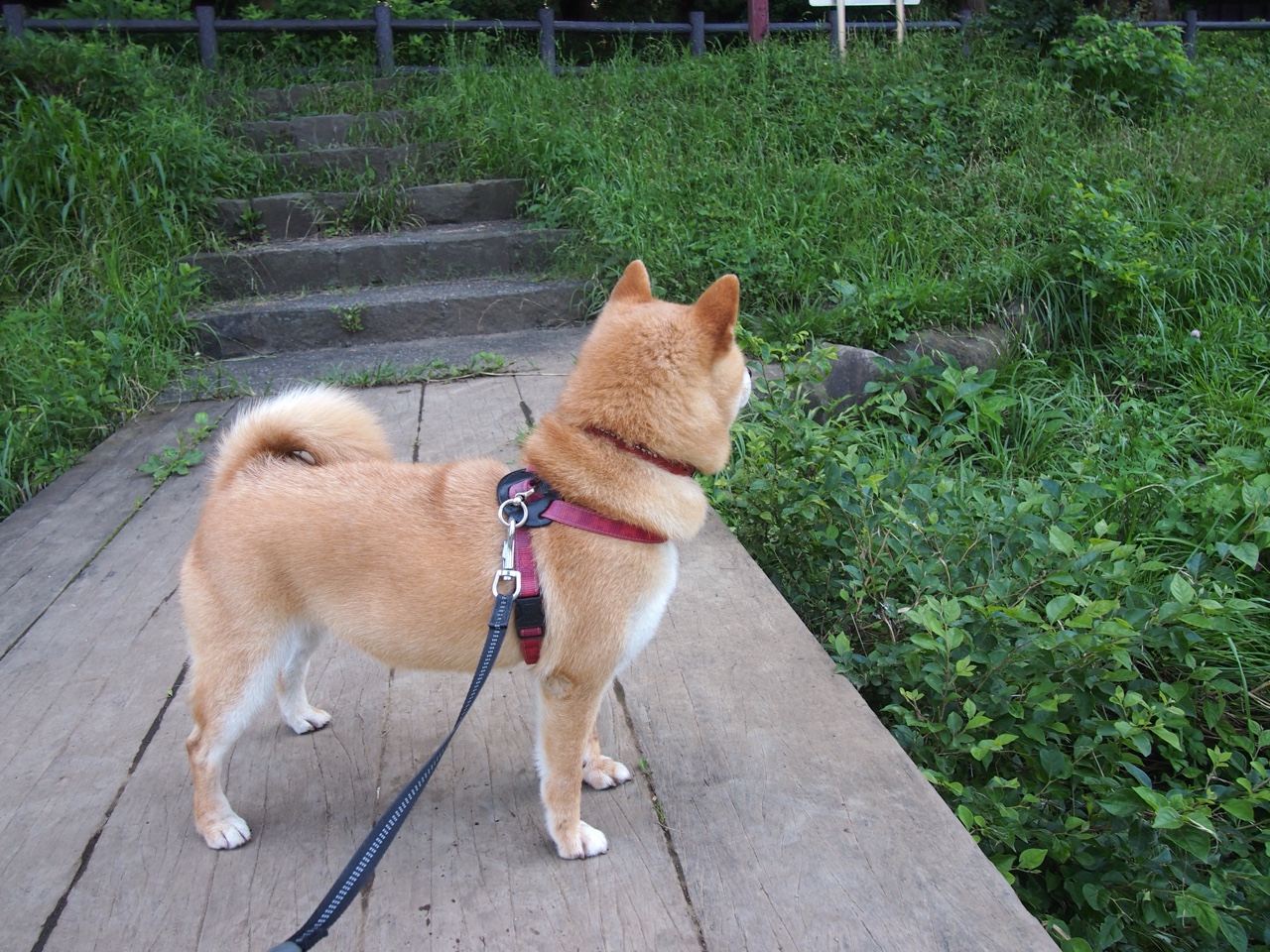 开云平台-铁幕之下，莱昂·斯通斯的冠军之夜交响曲