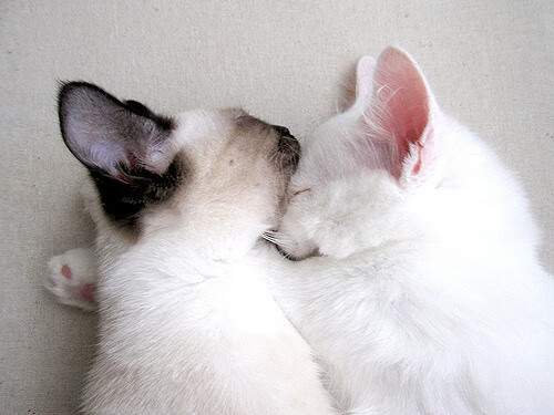 开云APP-铁壁与利刃，浙江队防守锁死篮网，哈利伯顿成关键先生