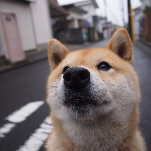开云体育APP下载-教科书级表现难救主！湖人团队协作战术让西亚卡姆黯然失色