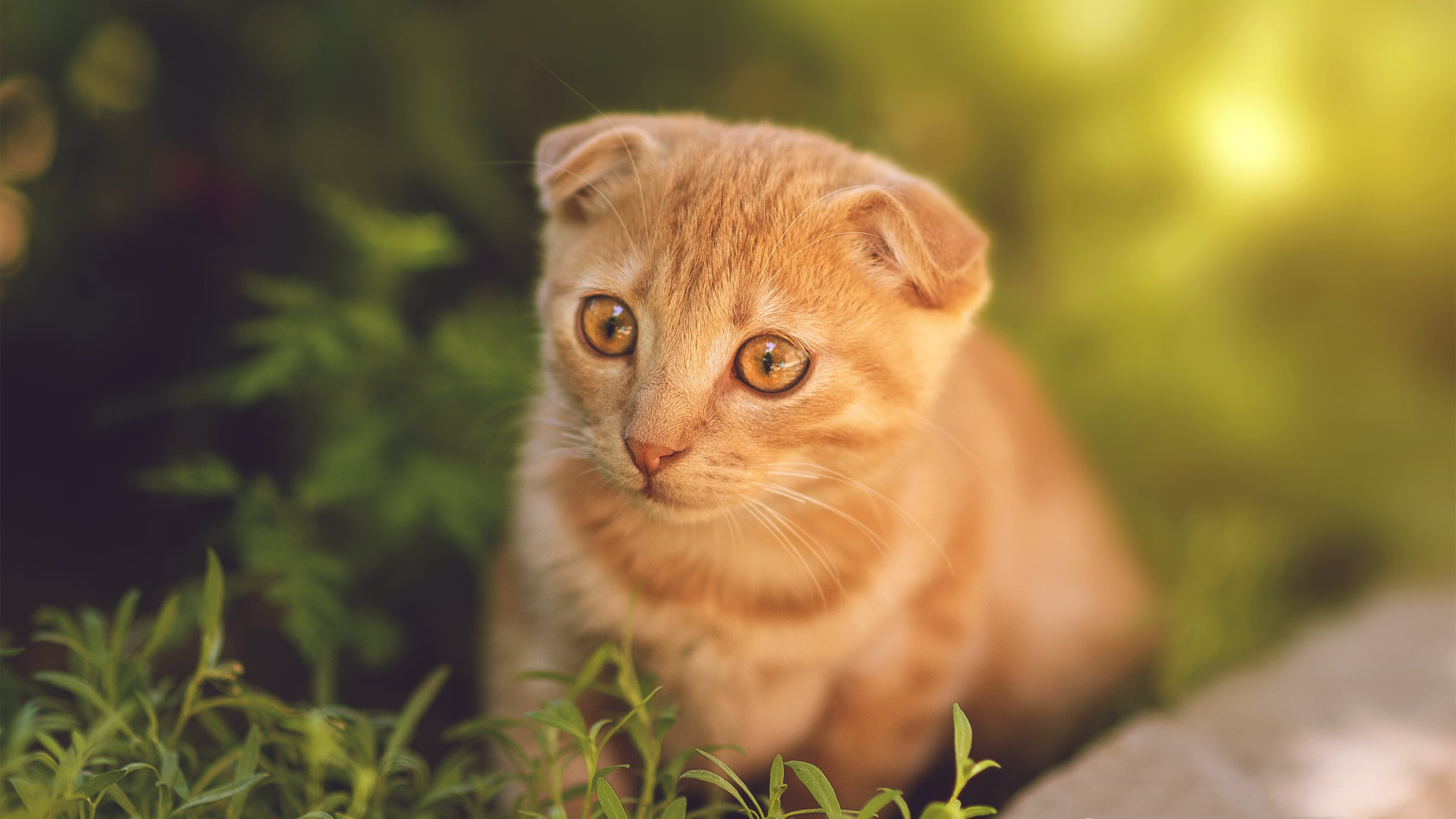 开云体育APP下载-当奥运圣火点燃时,切尔西为何从沙特带走了一座足球新金库?