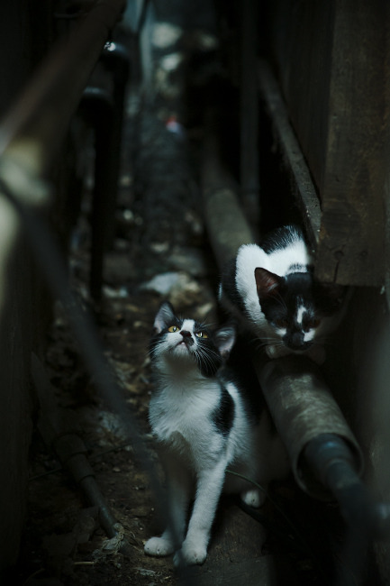 开云平台-双线狂飙，从德甲争冠到NBA黑马逆袭的胜利法则