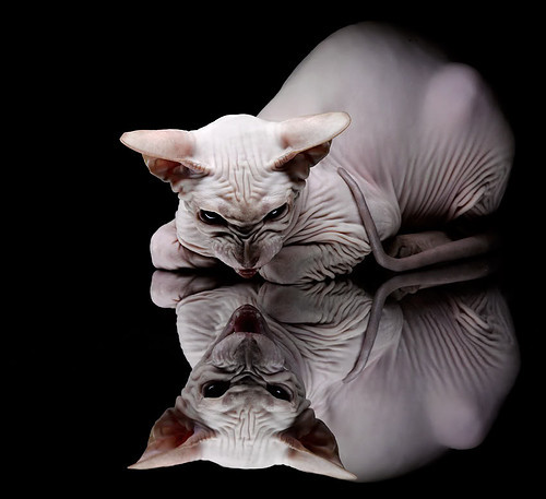 开云体育下载-杜兰特的应许之地，布克奥运关键战的全能封神夜