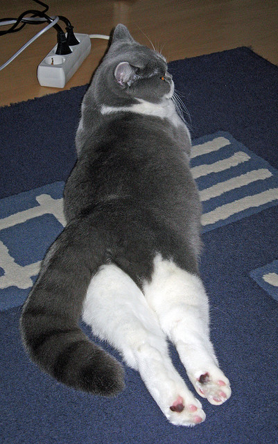 开云体育官方网站-弗拉霍维奇锋芒出鞘,克罗地亚战车无情碾碎希腊神话