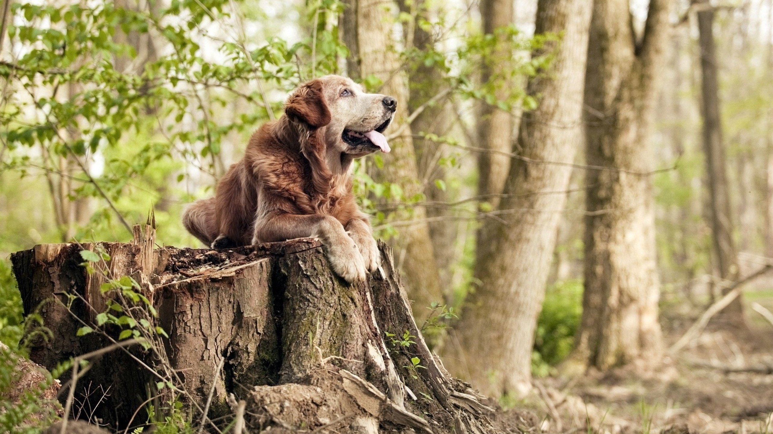 开云体育登录-欧冠决赛焦点战的启示,灰熊硬仗取胜掘金的篮球哲学