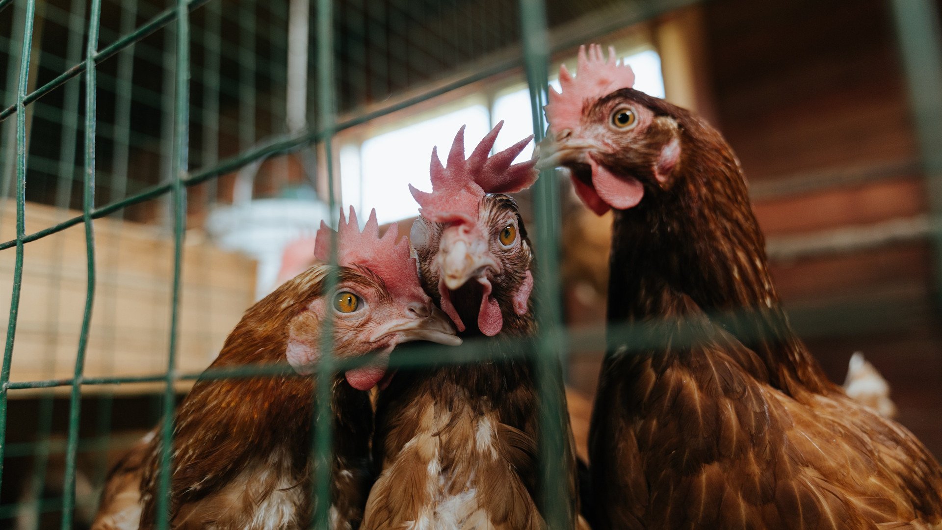 开云体育官方网站-从致命三分到沉默凝视，杜兰特如何在决胜局成为魔术师的最终底牌