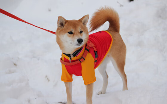 开云平台-基米希压制级发挥主导战局，切尔西加时鏖战力克乌拉圭