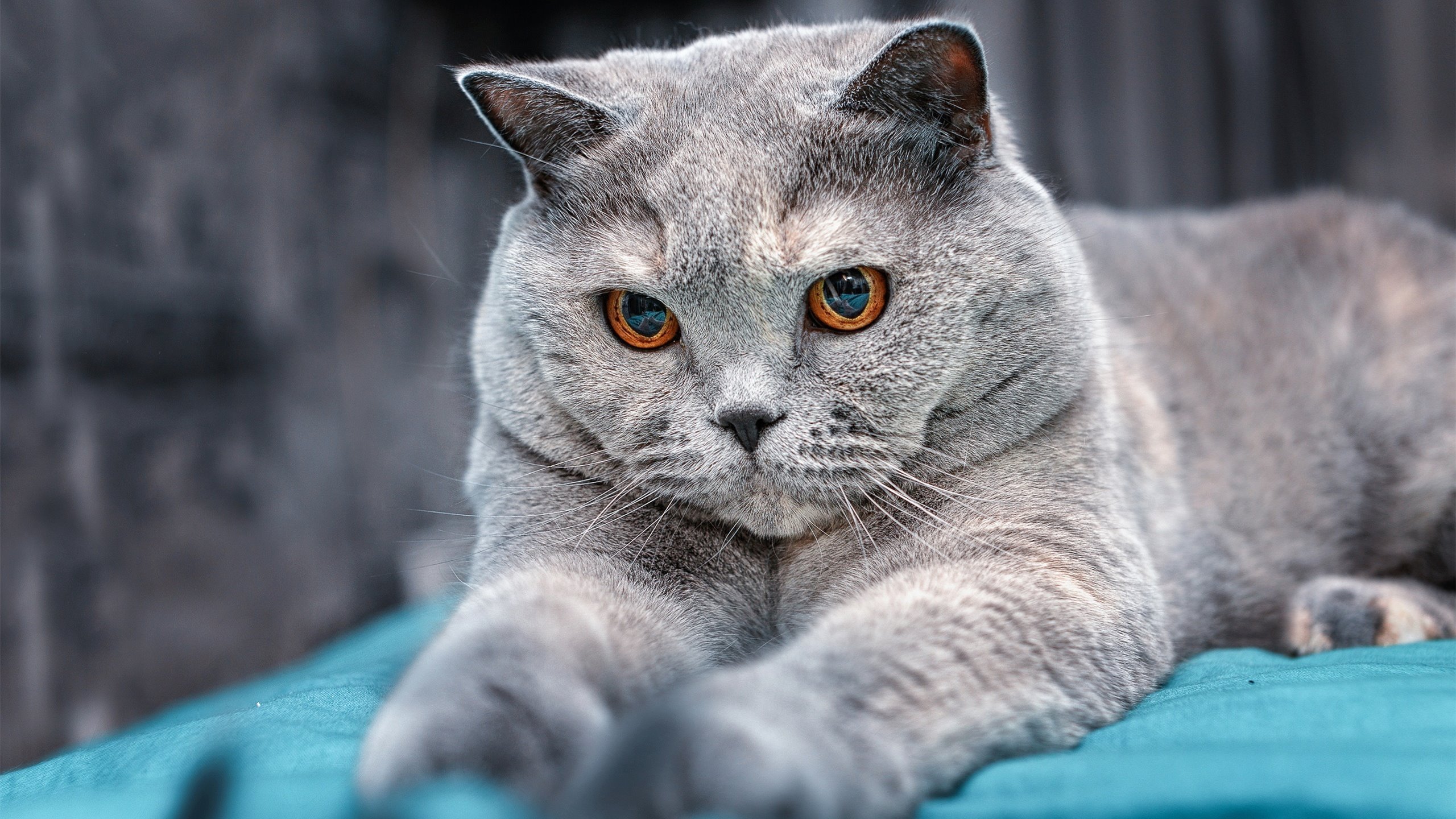 开云下载-巴黎对阵贝蒂斯，李刚仁用实力证明自己