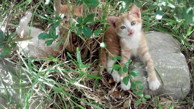 开云体育中国-萨卡的冠军级表演与瑞士一波流,个体英雄与团队胜利的交响曲