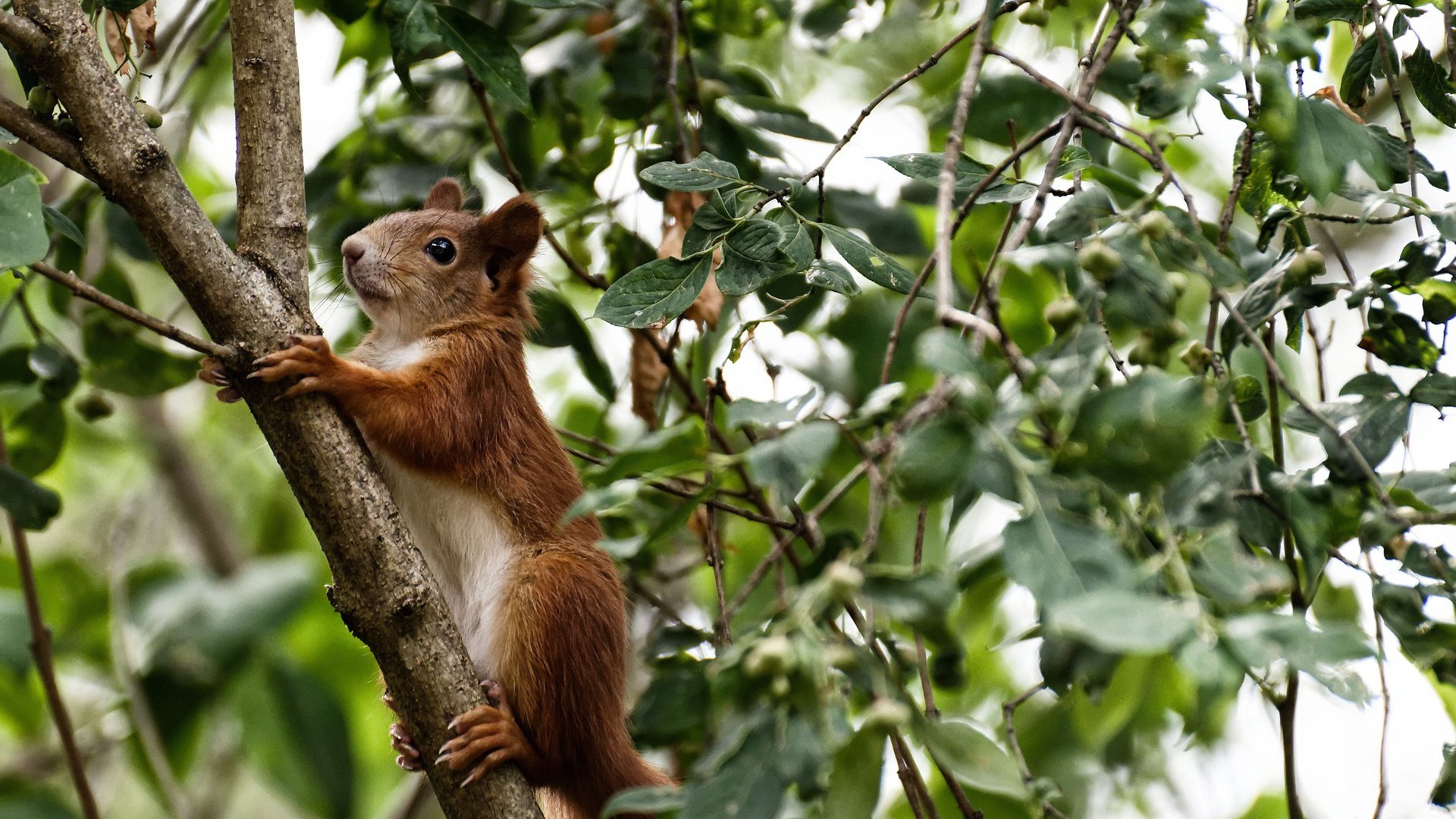 开云体育官方网站-锐不可当!托尼关键战不手软,阿森纳攻克比利时坚城