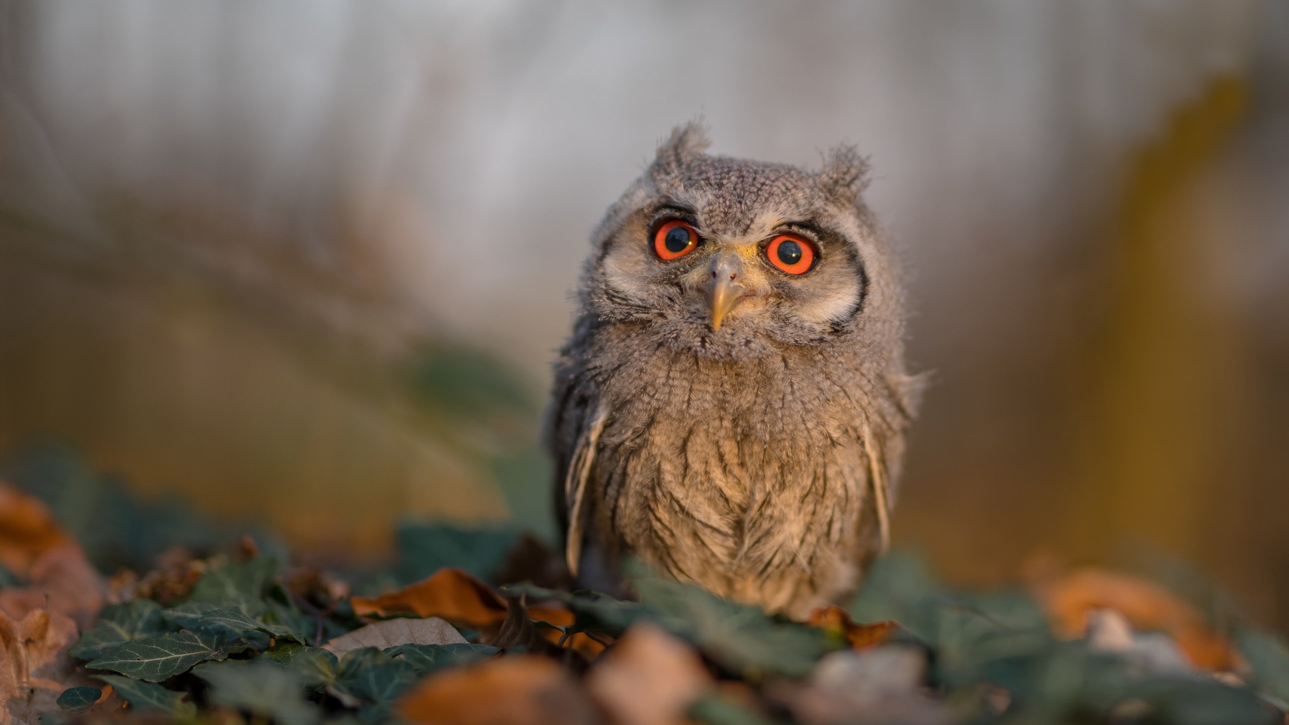 开云体育在线-东决之夜，班凯罗一剑封喉