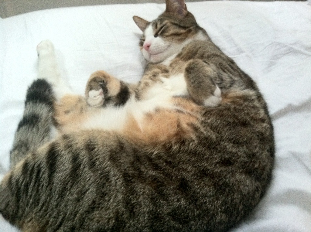 开云体育-欧冠焦点战，切尔西客场3-0打穿AC米兰，英超豪强彰显统治力