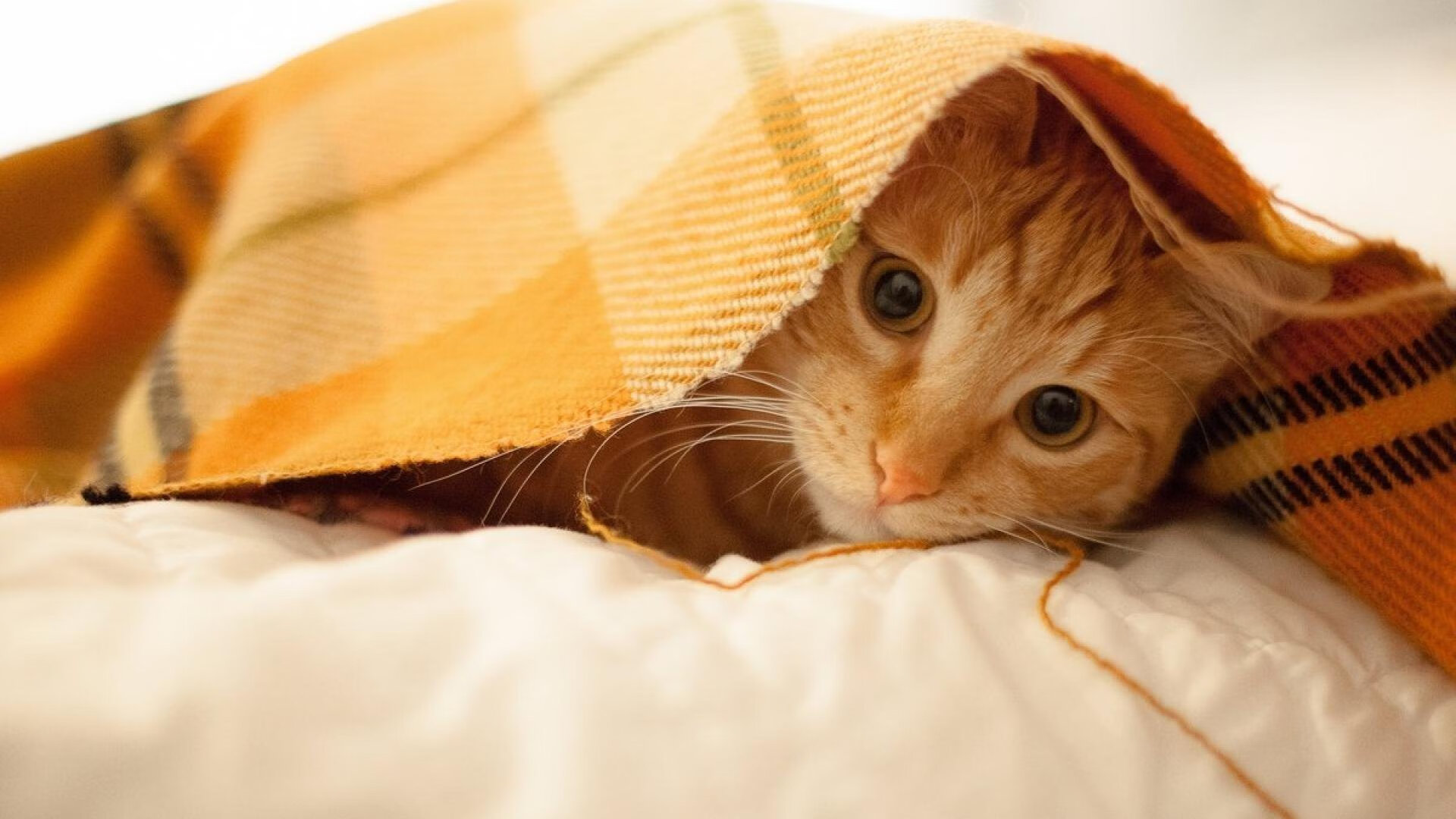 开云下载-绝杀背后的节奏，当哈利伯顿的里程碑遇见森林狼的逆袭心跳