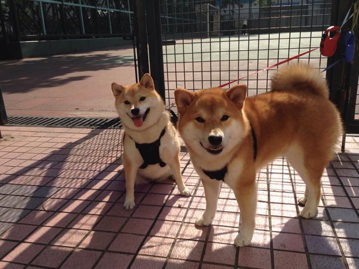 开云体育平台APP-羽翼锋芒，鹈鹕关键先生贝恩引领球队稳稳拿下独行侠