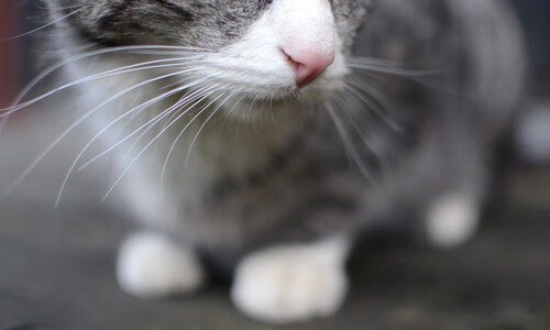 开云体育-北欧风暴席卷非洲猎豹,穆勒一锤定音,丹麦火力全开压制尼日利亚