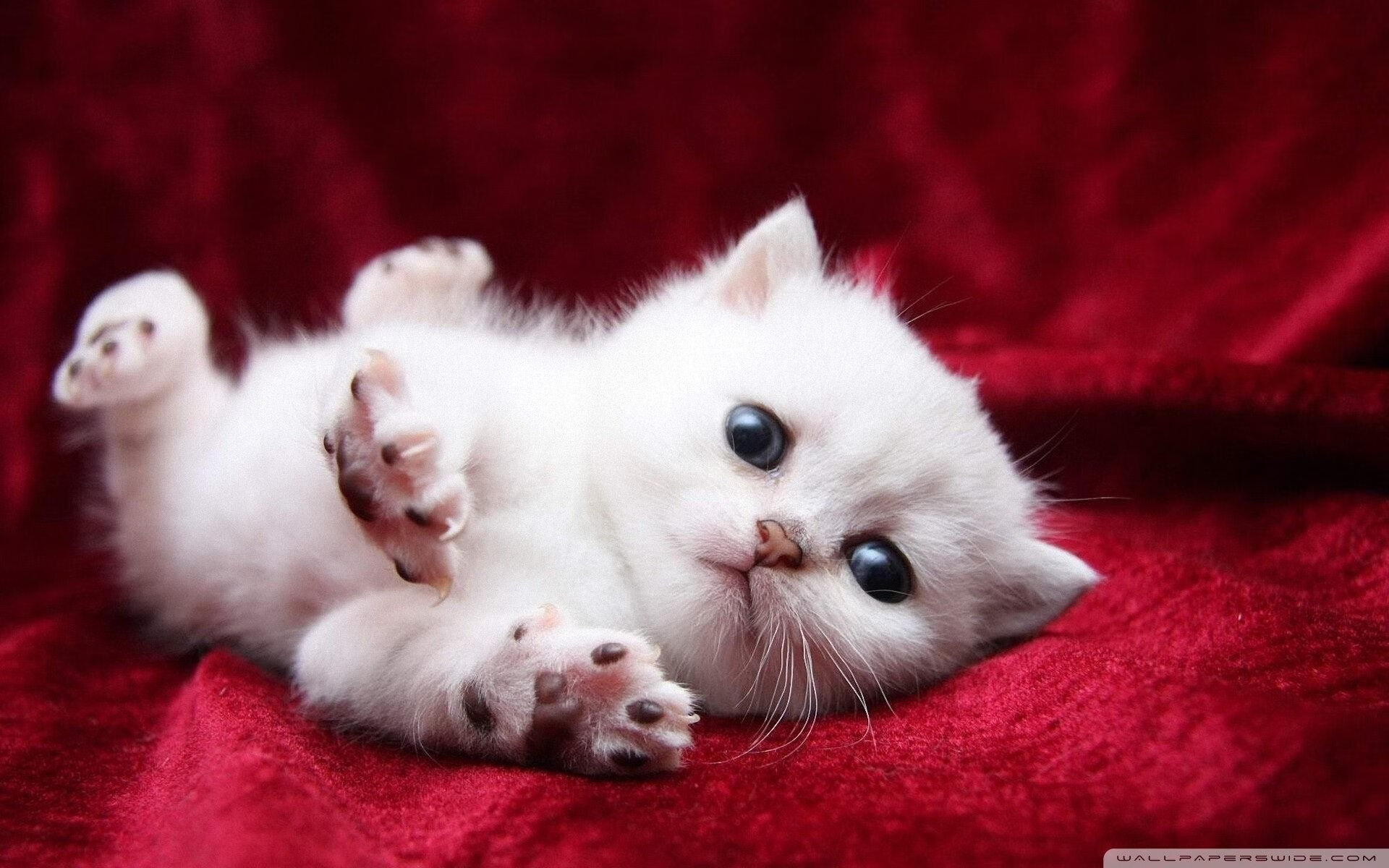 开云体育中国-活塞队,以弱胜强掀翻尼克斯,戈贝尔防守制胜成关键先生