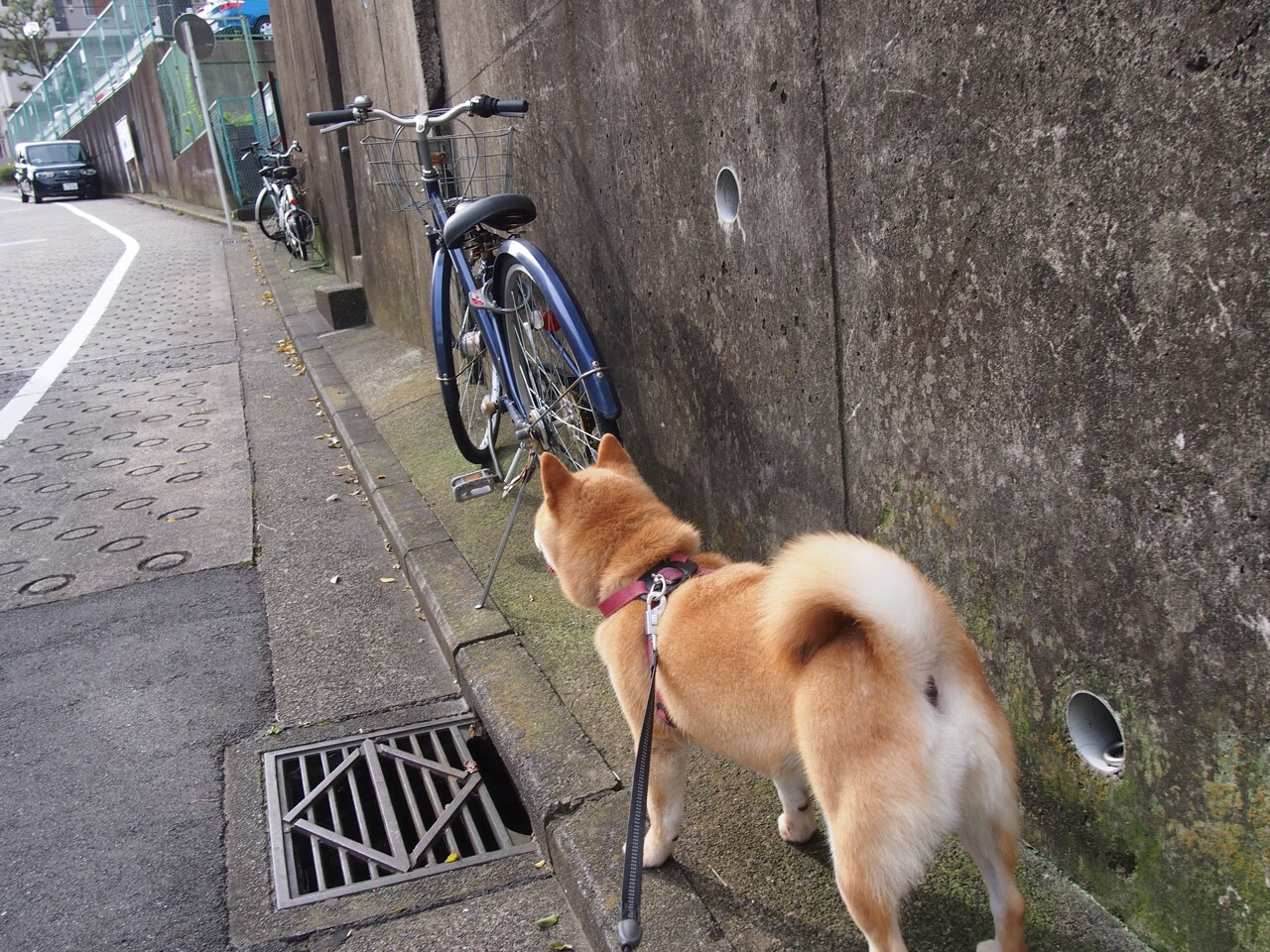 开云APP-篮网獠牙毕露收割独行侠，福克斯48分加冕新王