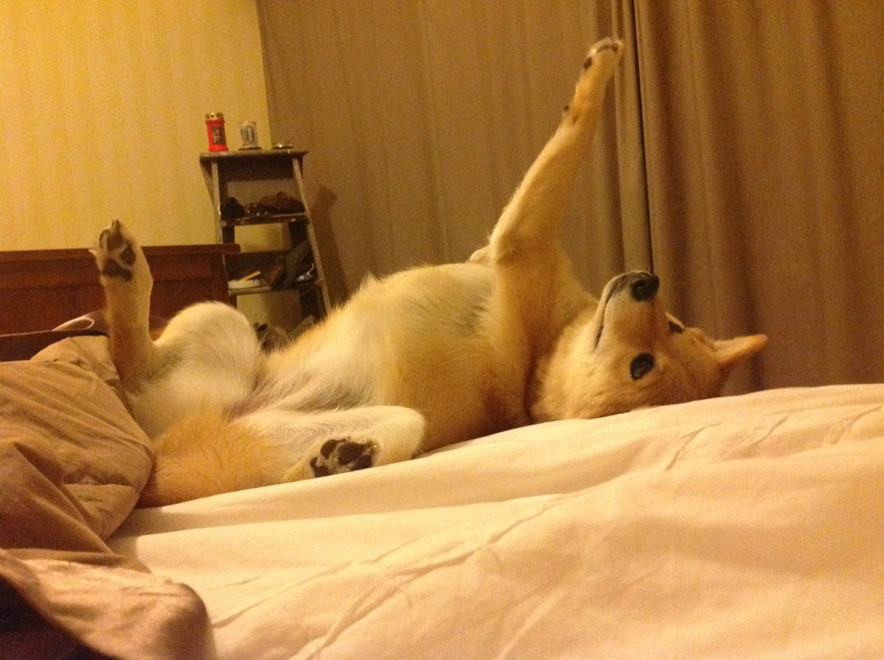 开云官网-硬骨头与手术刀，当马里血战映照凯塞多的冠军之心