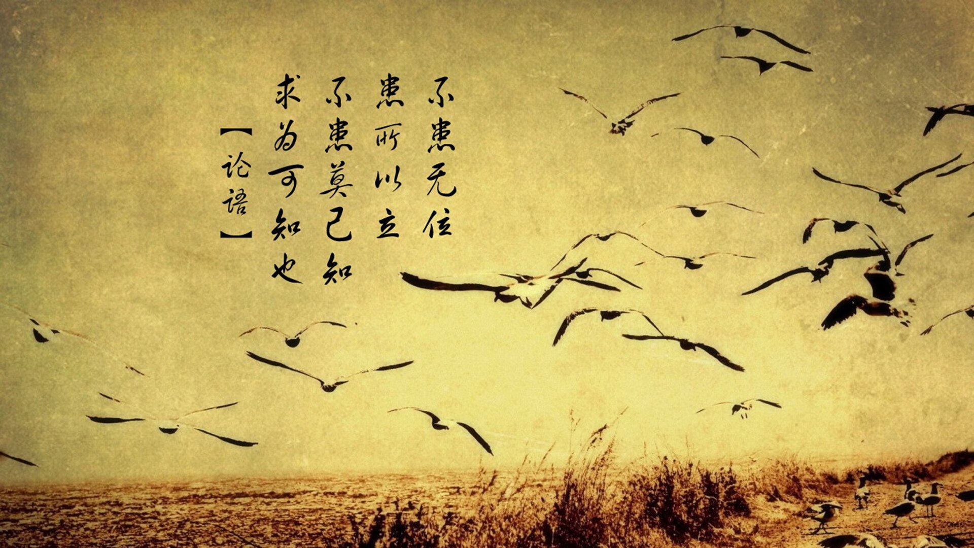 开云官网-骑士斩落森林狼,字母哥关键先生定乾坤