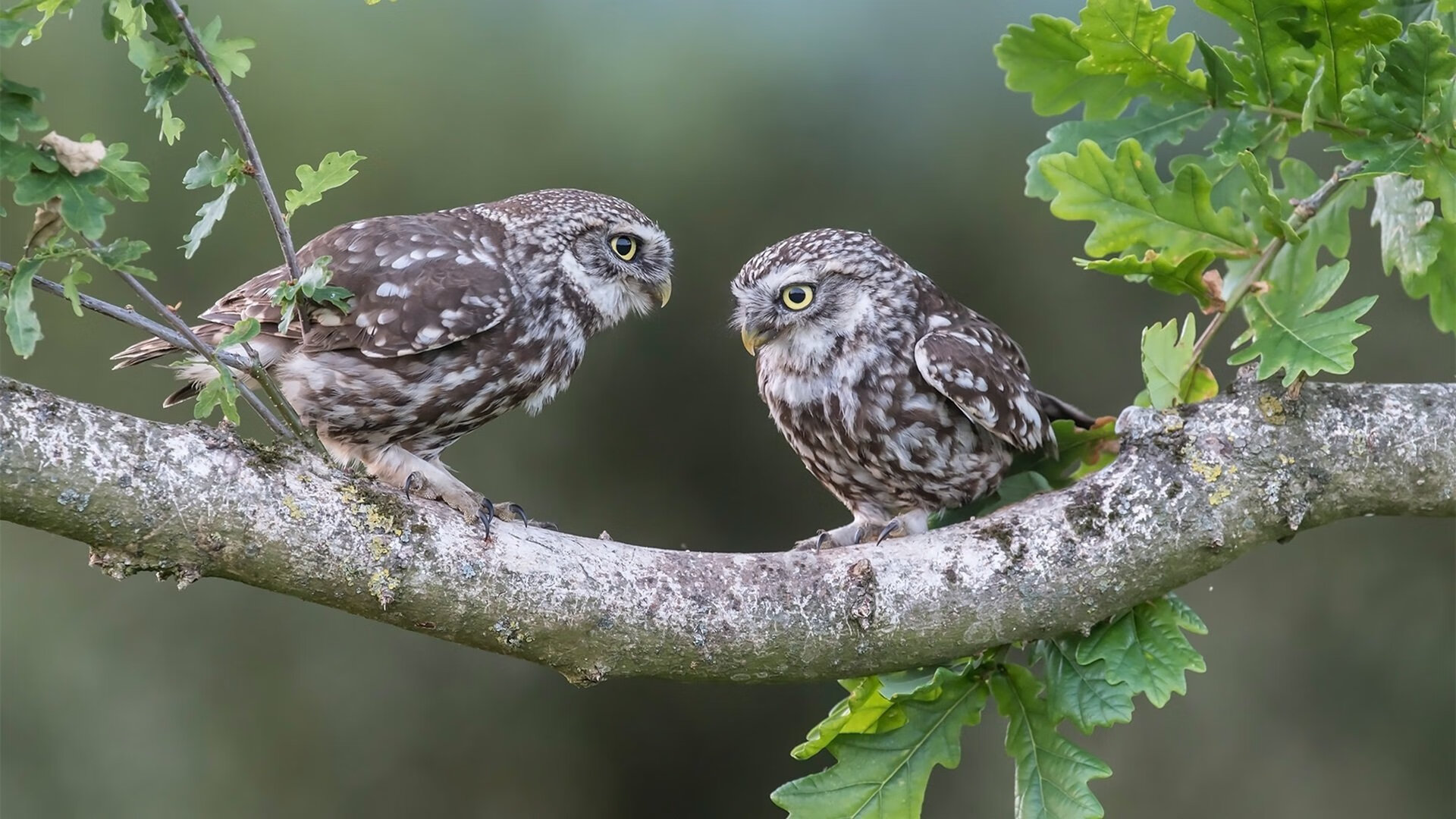 开云体育官方网站-球场新王当立!爱德华兹接管东决,公牛最后时刻惊险拔刺老鹰