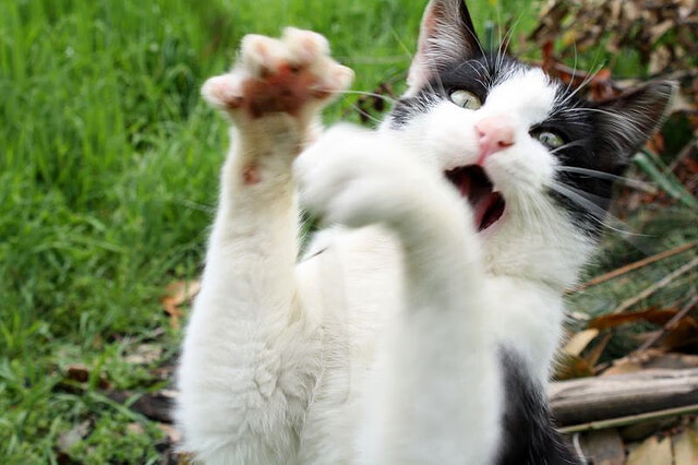 开云APP-火箭踏平独行侠,恩比德比赛走势一手掌控,巨星主宰时代的双重奏