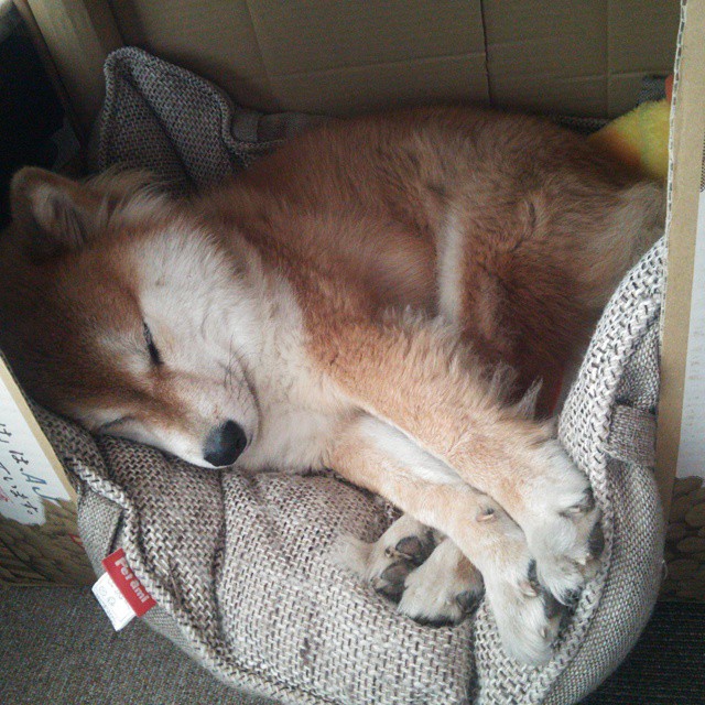 开云体育官网-卢卡库演绎中锋艺术,苏格兰团队铁幕击碎葡萄牙幻想