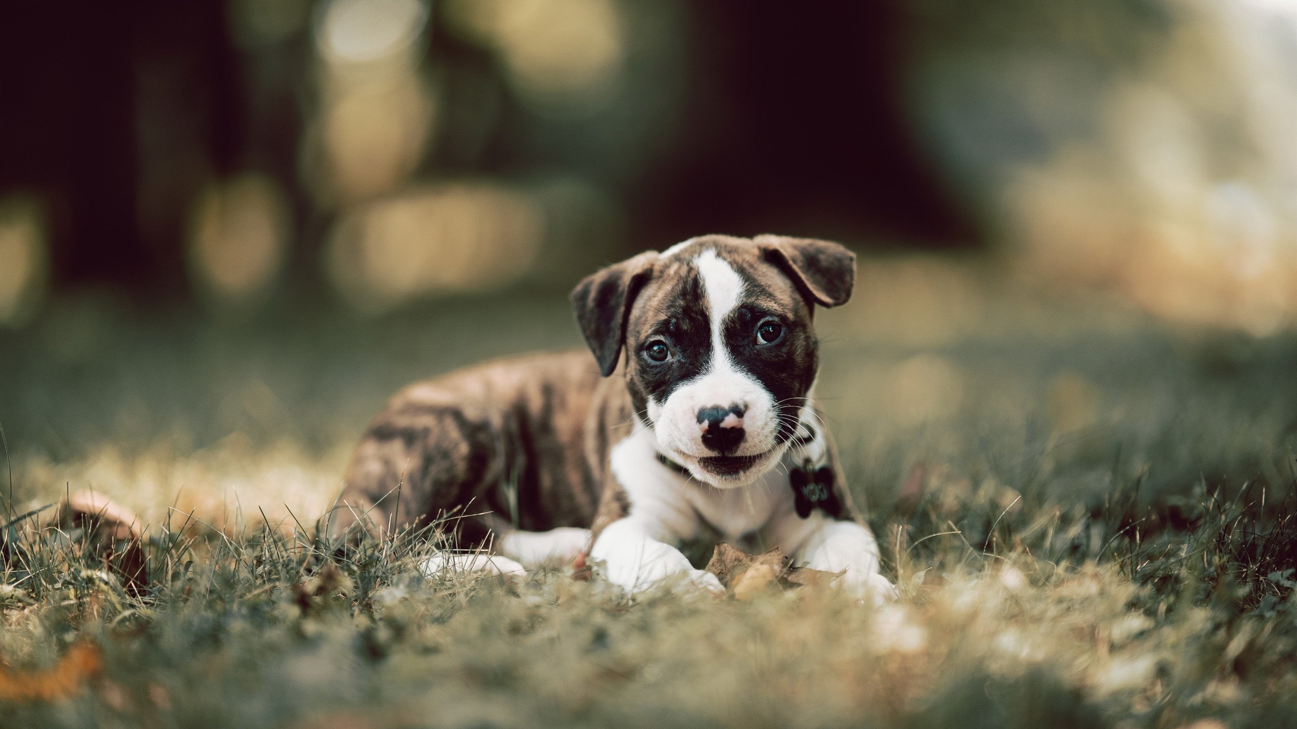 开云平台-双线并进,森林狼单节发威显威,恩比德统治级发挥再证MVP本色